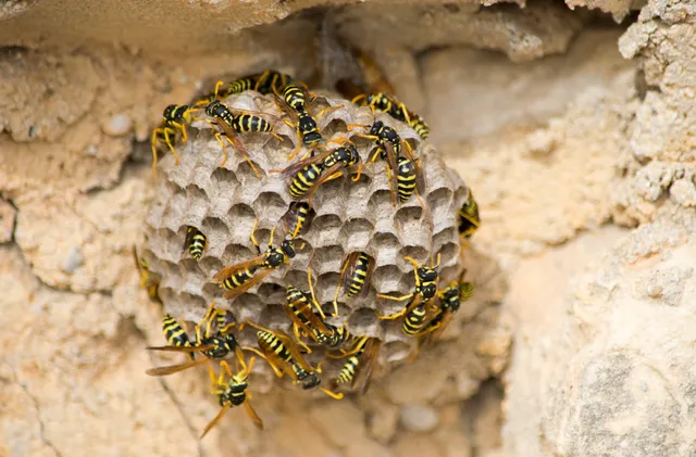 Prevent Wasps with Standard Pest Control Practices