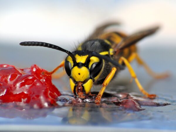 Understanding Wasps and Their Behavior: